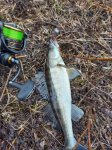 Изображение Плетеный шнур Shimano BB BRAID 150м 1.0PE Mantis Green